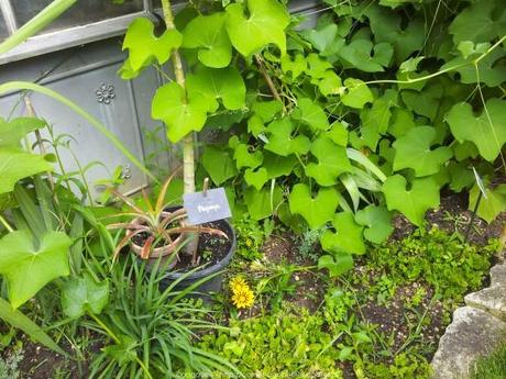 Pénétrer dans le jardin insolite au coeur du Parc Floral (Paris 12) jardin-insolite-parc-floral40_gagaone