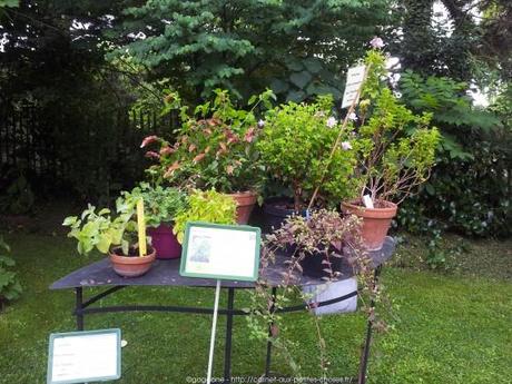 Pénétrer dans le jardin insolite au coeur du Parc Floral (Paris 12) jardin-insolite-parc-floral22_gagaone