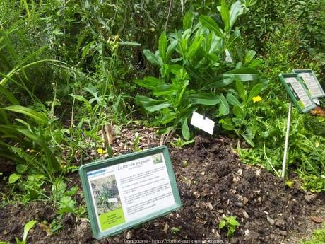 Pénétrer dans le jardin insolite au coeur du Parc Floral (Paris 12) jardin-insolite-parc-floral43_gagaone