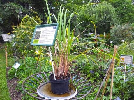 Pénétrer dans le jardin insolite au coeur du Parc Floral (Paris 12) jardin-insolite-parc-floral35_gagaone