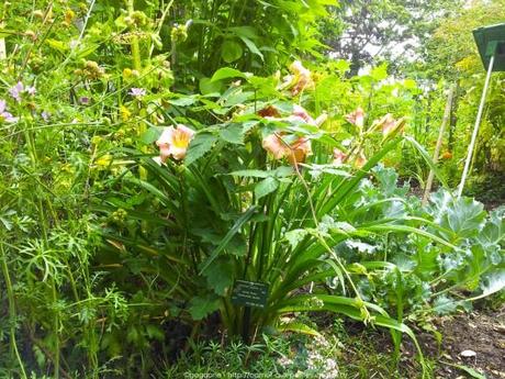 Pénétrer dans le jardin insolite au coeur du Parc Floral (Paris 12) jardin-insolite-parc-floral9_gagaone