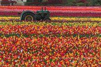 Hollande-tulipes2 Hollande-tulipes2