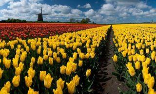 Hollande-tulipes Hollande-tulipes