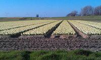 Hollande-jacinthes Hollande-jacinthes