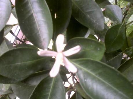 Calamondin en fleurs Calamondin en fleurs