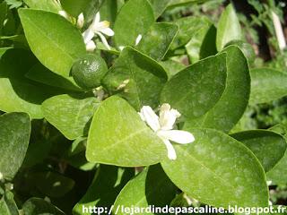 Calamondin en fleurs Calamondin en fleurs