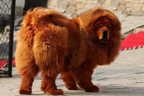 Le chien le plus cher du monde (1,4 million d'euros)