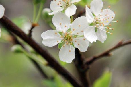 4 prunus salicinaromi 18 mars 2014 016 (2).jpg