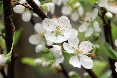 2 prunus salicina romi 18 mars 2014 009 (3).jpg