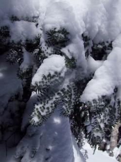 Une balade en raquette 028.JPG