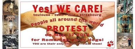 Lien pour aider les chiens de Roumanie : déposez plainte à l'UE Lien pour aider les chiens de Roumanie : déposez plainte à l'UE