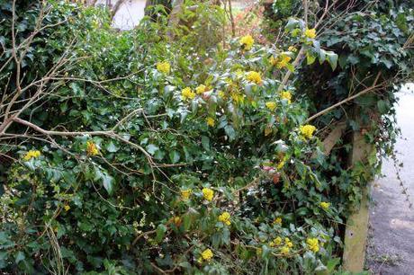 a mahonia veneux 23 mars 2014 001.jpg