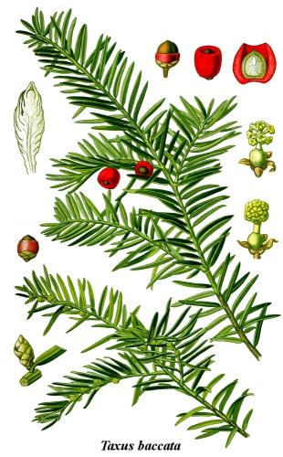 Cleaned-Illustration_Taxus_baccata.jpg
