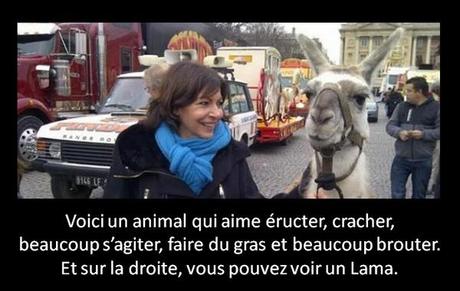 Effroi et catastrophe aux Municipales : tout se passe comme prévu hidalgo lama