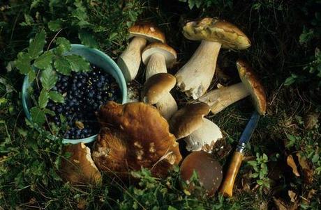 Myrtilles champignons Myrtilles champignons