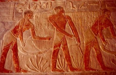 Maillons essentiels de l'économie, les paysans et le blé, l'orge, mais aussi la salade, l'ail... (6) en Égypte ancienne ! Maillons essentiels de l'économie, les paysans et le blé, l'orge, mais aussi la salade, l'ail... (6) en Égypte ancienne !