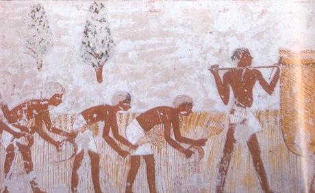 Maillons essentiels de l'économie, les paysans et le blé, l'orge, mais aussi la salade, l'ail... (6) en Égypte ancienne ! Maillons essentiels de l'économie, les paysans et le blé, l'orge, mais aussi la salade, l'ail... (6) en Égypte ancienne !