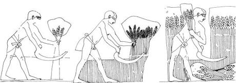 Maillons essentiels de l'économie, les paysans et le blé, l'orge, mais aussi la salade, l'ail... (6) en Égypte ancienne ! Maillons essentiels de l'économie, les paysans et le blé, l'orge, mais aussi la salade, l'ail... (6) en Égypte ancienne !