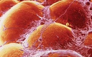 SÉDENTARITÉ: La paresse s'empare aussi de nos cellules  – Biophysical Journal
