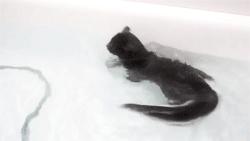 swimming cat 3