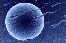 INFERTILITÉ: Sans cette protéine, les spermatozoïdes perdent leurs moyens – The Journal of Cell Biology