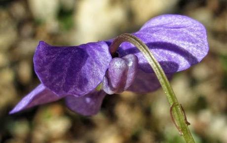 La violette intermédiaire, une violette hybride