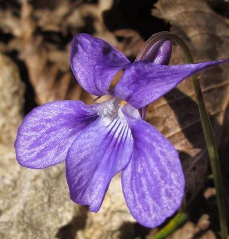 La violette intermédiaire, une violette hybride