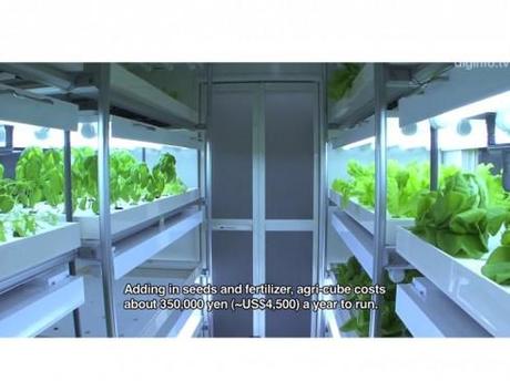 Les japonais se lancent à la conquête du potager de ville cube-potager