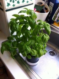 Deux semaines d'escapade ... photo (45)