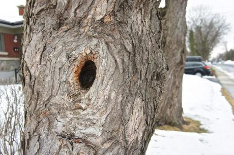 Est-ce qu'il y a de la vie après la neige ? (ANNONCE INSIDE) anteketborka.blogspot.com, printemps 2