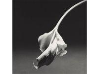 Mapplethorpe, subversif et si classique!