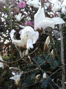 Bouquet de printemps camelia blanc sasamqua