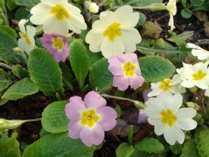 Bouquet de printemps primeveres