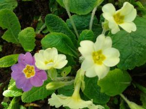 Bouquet de printemps primeveres jaunes