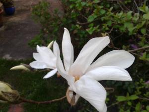 Bouquet de printemps camelia blanc