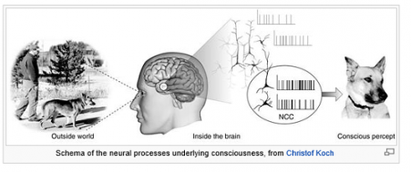 TOUT NE SERAIT IL QUE PHYSICO -CHIMIE CHEZ LE VIVANT?( suite 23) Capture.PNG CERVEAU 2.PNG