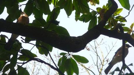 Quand un geai rencontre un autre geai geaisP1430270