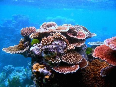 Algosun protège ma peau et préserve l’océan Coral outcrop on Flynn Reef