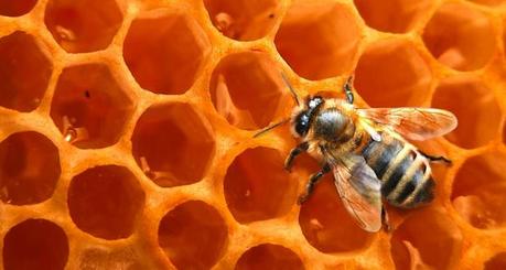 une ruche electronique pour comprendre le declin des abeilles Déclin des abeilles : une ruche high tech pour comprendre le phénomène.