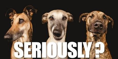 Gouvernement Valls : les pitreries continuent seriously dogs