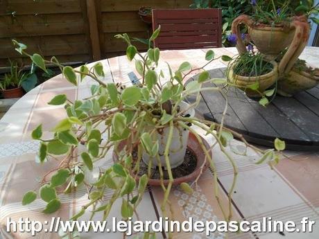 Le rempotage d'une plante d'appartement Le rempotage d'une plante d'appartement