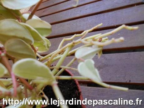 Le rempotage d'une plante d'appartement Le rempotage d'une plante d'appartement