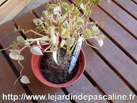 Le rempotage d'une plante d'appartement Le rempotage d'une plante d'appartement