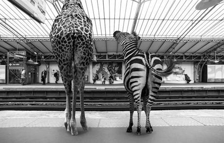 Quand le métro Parisien est envahi par de drôles d’animaux clarisse-rebotier-Animetro-05