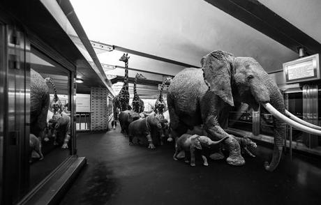Quand le métro Parisien est envahi par de drôles d’animaux clarisse-rebotier-Animetro-08