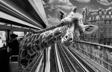 Quand le métro Parisien est envahi par de drôles d’animaux clarisse-rebotier-Animetro-02
