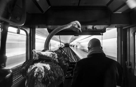 Quand le métro Parisien est envahi par de drôles d’animaux clarisse-rebotier-Animetro-07