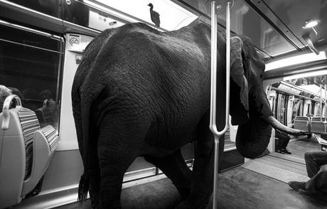 Quand le métro Parisien est envahi par de drôles d’animaux clarisse-rebotier-Animetro-03