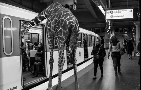 Quand le métro Parisien est envahi par de drôles d’animaux clarisse-rebotier-Animetro-04