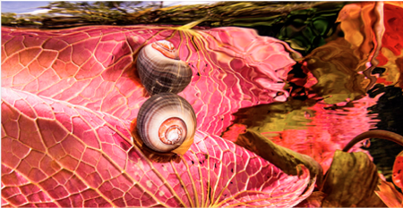 Une gamme complète d’appareils photo à objectifs interchangeables SWPA 2014 Escargot
